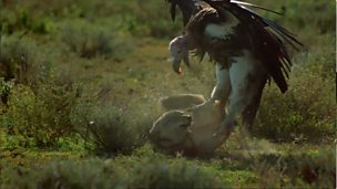 Image for Vulture vs Jackal