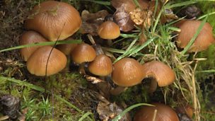 Image for Fungi