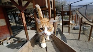 Image for Mother: "My cat helped my autistic son walk up the stairs"