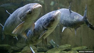 Image for Tackling metre-long carp 'could cost $18bn'