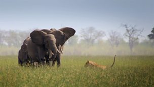 Image for Lions vs Elephants