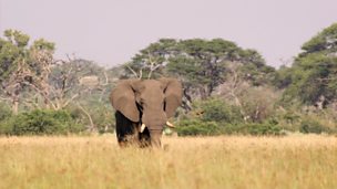 Image for The bull and the bee-eater