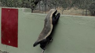 Image for Honey Badger Houdini