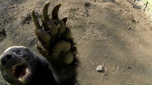 Image for Meet the Honey Badger