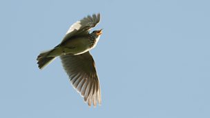 Image for Tom and Kirsty hear a skylark (Apr 2014)