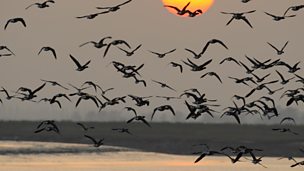 Image for Why is Britain a wildlife migration hotspot?