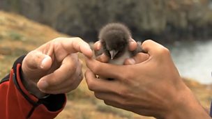 Image for 8: Springwatch Top Ten - Iolo & the pufflings