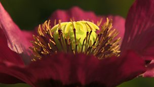 Image for Jewel Garden Colours