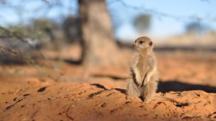 In pictures: A Meerkat's Tale