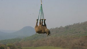 Rhino Rescue: Behind the scenes at filming