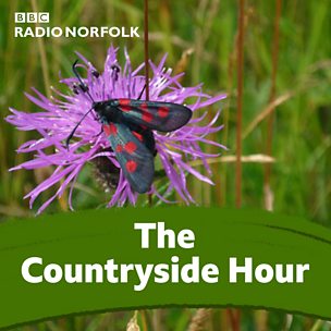 Countryside Extra: Walking and Wasps