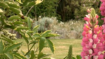 Anns a' Gharradh (In the Garden)
