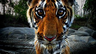 Tiger - Spy in the Jungle