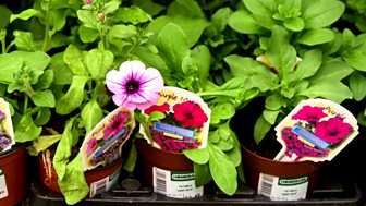 Potting On