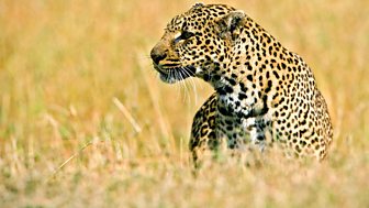 Big Cat Live