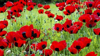 Private Peaceful