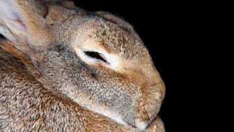Richard Adams - Watership Down