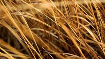 The Death of Grass