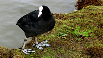 A Guide to Water Birds
