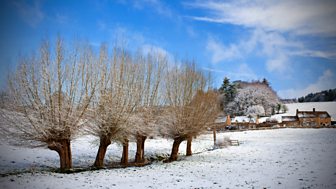The Willows in Winter