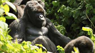 Mountain Gorilla