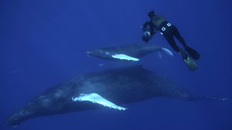 Ocean Giants