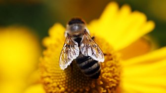 Bees, Butterflies and Blooms