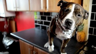 Don't Blame the Dog