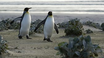 Pioneers and Penguins: Life in the Falklands