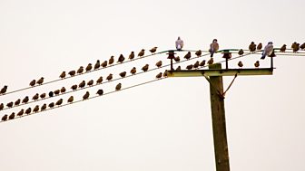 The Alien Birds Have Landed