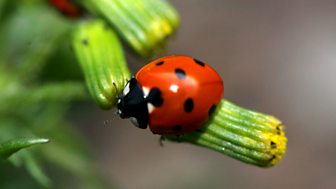 A Guide to Garden Wildlife