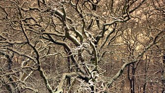 Colin Haydn Evans - Forest Tales
