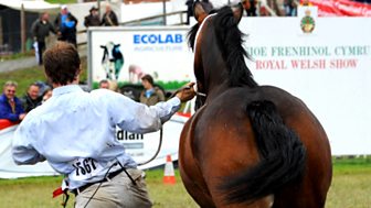 Royal Welsh Show