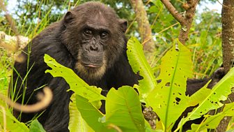 Saving Species