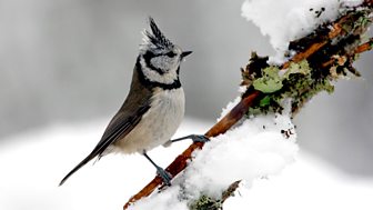 Winterwatch Extra 2014