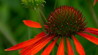 RHS Show Tatton Park