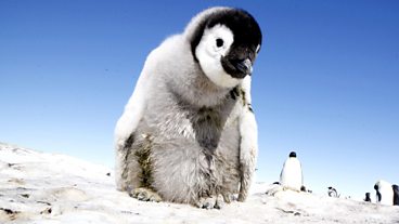 Penguins - Spy In The Huddle - First Steps
