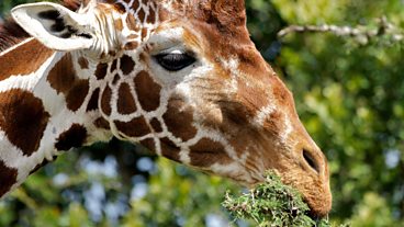 In pictures: The Secret of the Savannah