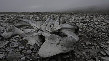 Greenland by Chris Packham