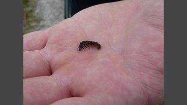 Glow worms