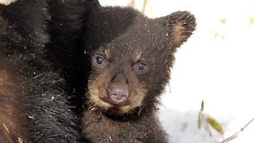 In pictures: A Tale of Three Bears