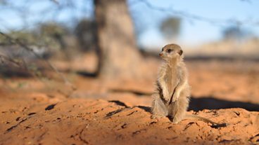 In pictures: A Meerkat's Tale