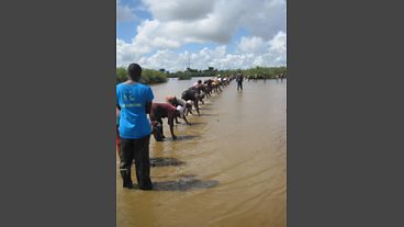 Gambian Oyster