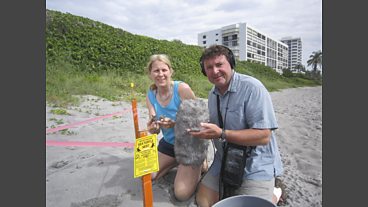Loggerhead Turtles, Florida