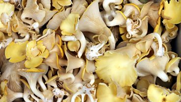 Episode 5 - Mushrooms and Offal