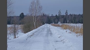Birds of the Taiga