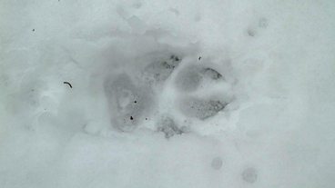 Wolf Tracking in Sweden