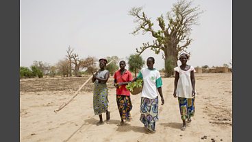 Tree Aid's Work in Burkina Faso
