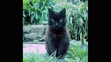 Alfie the Chepstow cat