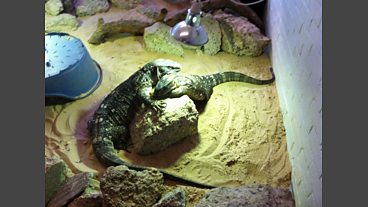 Exotic pets